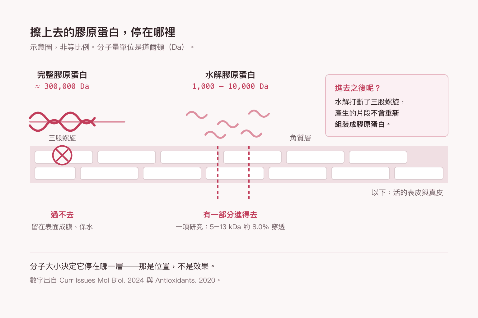 分子大小對照示意圖：完整膠原蛋白約 300,000 道爾頓，被角質層擋在外面；水解膠原約 1,000 至 10,000 道爾頓，有一部分可以通過；旁註說明通過的是碎片，不會重新組裝成膠原纖維