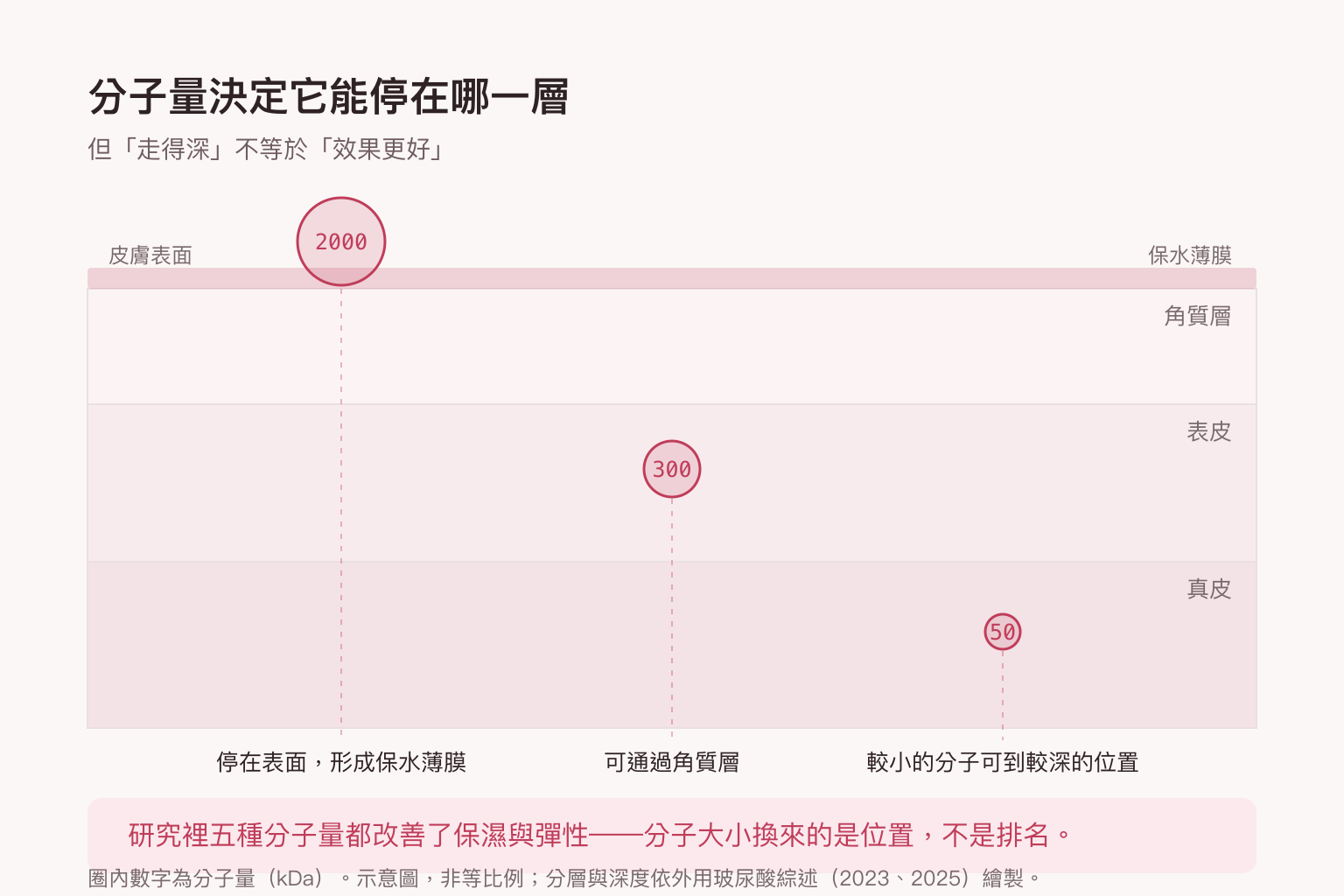 皮膚分層示意圖：2000 kDa 停在表面形成保水薄膜、300 kDa 可通過角質層、50 kDa 可到較深的位置